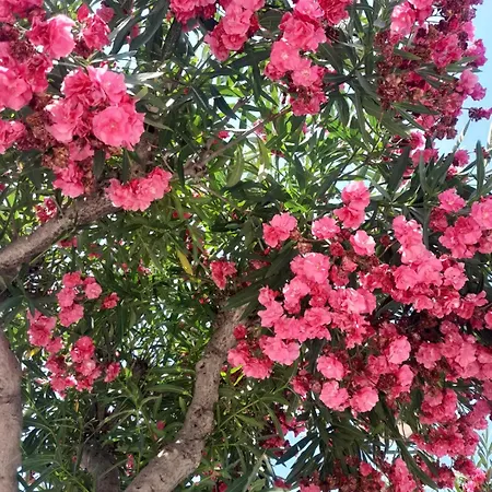 Rosetta بيت للعطل *