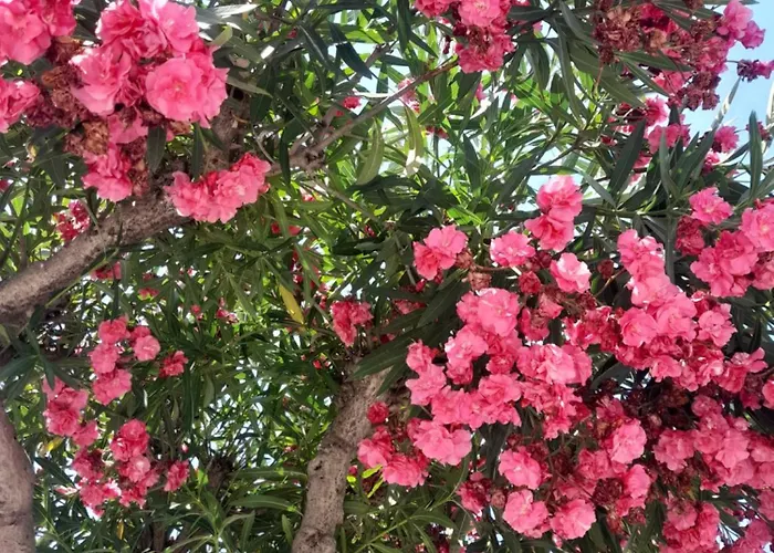 Villetta Rosetta Dom wakacyjny *